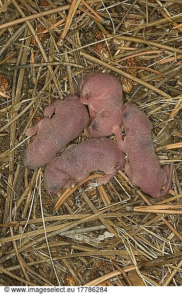 Hausmaus  Hausmäuse (Mus musculus)  Mäuse  Maus  Nagetiere  Säugetiere  Tiere  House Mouse nest with babies  Spain