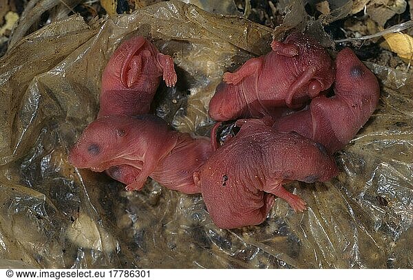 Hausratte  Hausratten  Nagetiere  Ratte  Ratten  Säugetiere  Tiere  Black Rat (Rattus rattus) Newborn