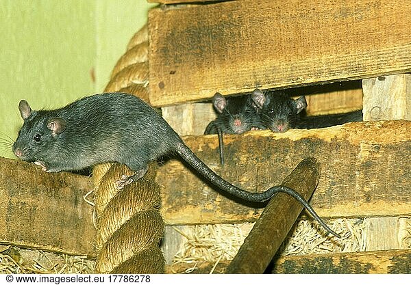 Hausratte  Hausratten  Nagetiere  Ratte  Ratten  Säugetiere  Tiere  Black Rat (Rattus rattus) three in building  captive