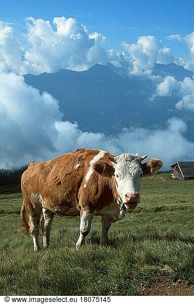 Hausrind auf Alm (Säugetiere) (mammal animals) (Haustier) (Nutztier) (farm animal) (domestic) (Huftiere) (Paarhufer) (cloven-hoofed animals) (Rinder) (cattle) (Europa) (außen) (outdoor) (Gebirge) (Berge) (mountains) (Wiese) (meadow) (adult) (stehen) (standing)  Cattle on alpine pasture  Switzerland  Kuh  Kühe  Schweiz  Europa