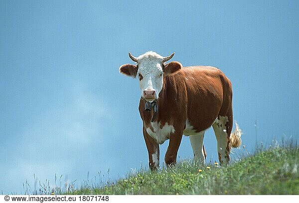 Hausrind auf Alm (Säugetiere) (mammal animals) (Haustier) (Nutztier) (farm animal) (domestic) (Huftiere) (Rinder) (Europa) (Paarhufer) (cloven-hoofed animals) (außen) (outdoor) (Wiese) (meadow) (stand) (standing) (adult) (Querformat) (horizontal)  Cow on alpine pasture  Switzerland  Kuh  Kühe  Schweiz  Europa