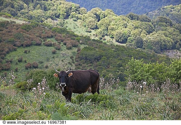 Hausrind (Bos taurus) auf Weide mit Affodillgewächsen  Sardinien  Italien  Europa