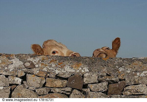 Hausrind (Bos taurus)  zwei erwachsene Tiere schauen über eine Steinmauer  Pembrokeshire  Wales  Großbritannien  Europa
