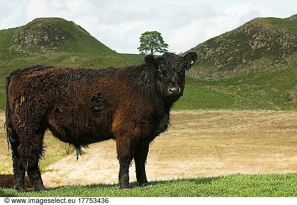 Hausrind  Galloway-Stier  stehend auf Hochlandweide  Hadrians Wall  nahe Steel Rigg  Northumberland  England  Großbritannien  Europa
