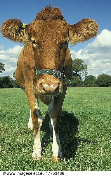 Hausrind  Guernsey-Kuh  im Feld stehend