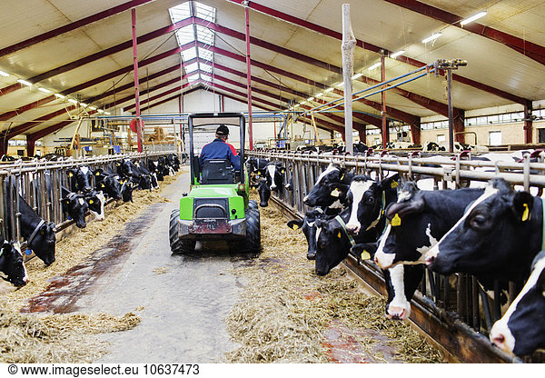 Hausrind Hausrinder Kuh arbeiten Milchprodukt Traktor Bauernhof Hof Höfe füttern