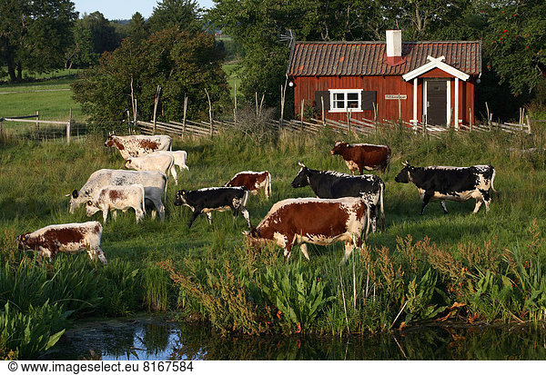 Hausrind  Hausrinder  Kuh  Bauernhof  Hof  Höfe  Herde  Herdentier