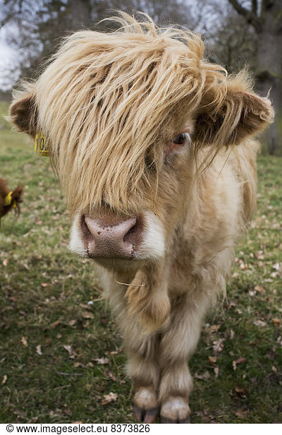 Hausrind  Hausrinder  Kuh  über  lang  langes  langer  lange  Sperre  Kuh  Haar  Schottland  schottisch