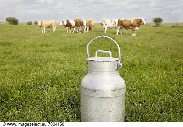 Hausrind  Hausrinder  Kuh  Dänemark  Feld  Milch  Syddanmark