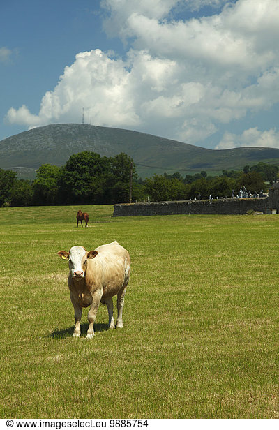 Hausrind Hausrinder Kuh Dorf Feld Einsamkeit Irland