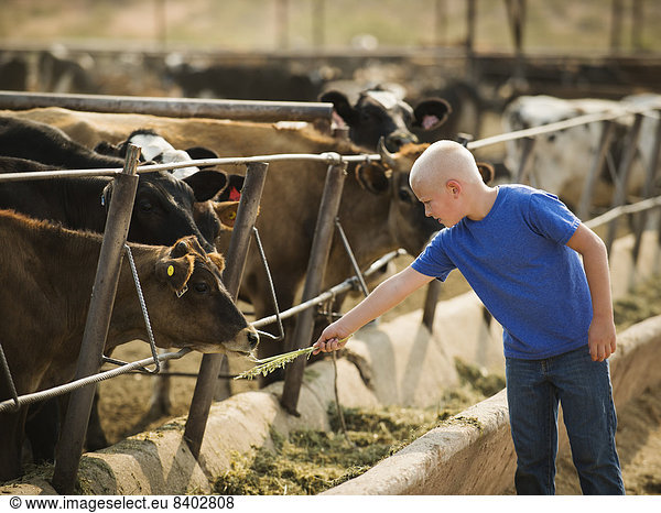 Hausrind Hausrinder Kuh Europäer Junge - Person Bauernhof Hof Höfe Kuh füttern