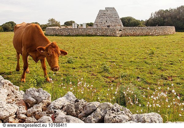 Hausrind Hausrinder Kuh Europa Insel Menorca Spanien