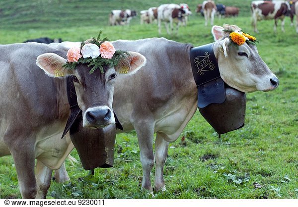 Hausrind Hausrinder Kuh hoch oben Winter Blume ankommen Dekoration Zeremonie Wiese 2 September schweizerisch Schweiz