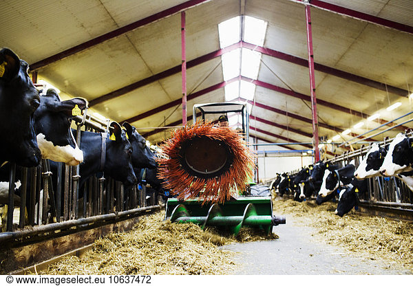 Hausrind Hausrinder Kuh Milchprodukt Traktor Bauernhof Hof Höfe Scheune füttern