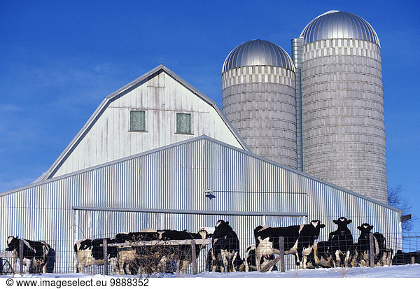Hausrind Hausrinder Kuh Milchprodukt warten Holstein-Rind vieh