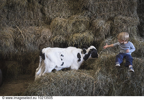 Hausrind Hausrinder Kuh nahe Europäer lachen Junge - Person Heuhaufen