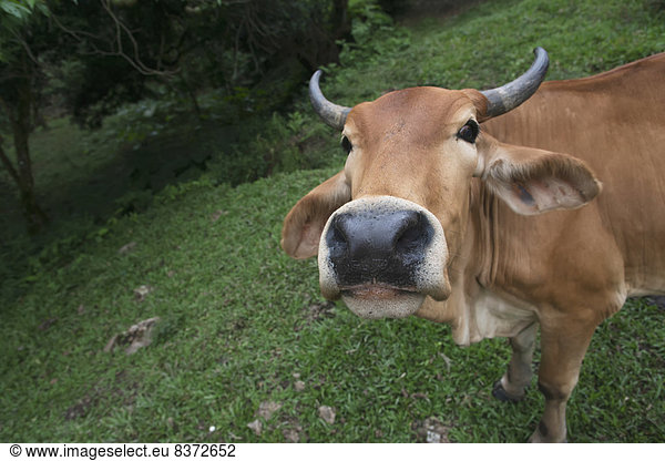 Hausrind  Hausrinder  Kuh  sehen  Blick in die Kamera  Blendenfleck  lens flare  Kuh  Guatemala