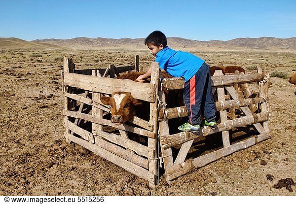 Hausrind  Hausrinder  Kuh  Wüste  melken  Mongolei  Ranch