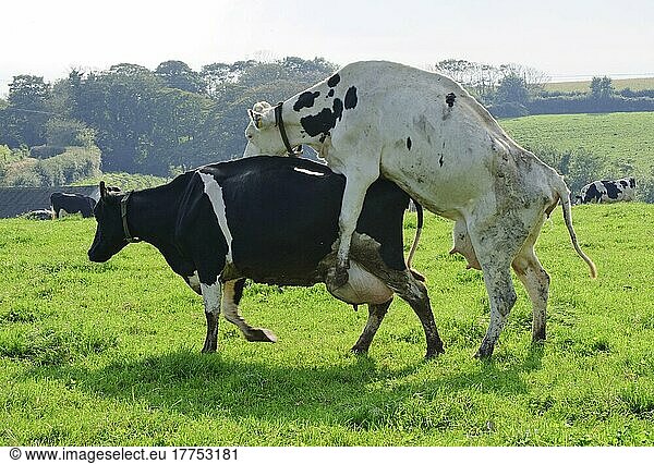 Hausrind  Holstein Friesian  Kühe  Bulling-Verhalten  Anzeichen von Läufigkeit  St. Ewe  St. Austell  Cornwall  England  Großbritannien  Europa