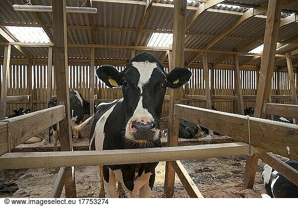 Hausrind  Holstein-Kühe  Milchkuhherde im Holzboxenstall  Lancashire  England  Juli