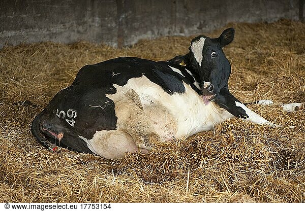 Hausrind  Holstein-Rind  auf Stroheinstreu liegend und kurz vor dem Kalben  Staffordshire  England  Winter