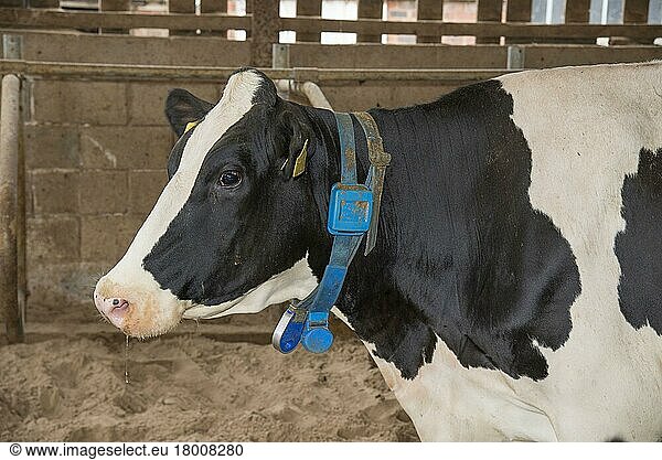 Hausrind  Holstein-Rind  Nahaufnahme des Kopfes  mit Halskragen und Transponder  im Liegeboxenhaus  Cheshire  England  August