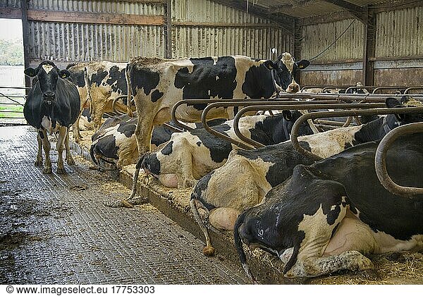 Hausrind  Holsteiner Kühe  Herde im Liegeboxenhaus  Rathmell  Settle  North Yorkshire  England  Oktober