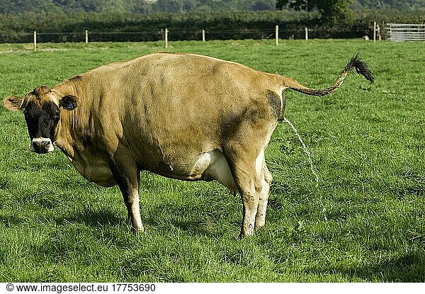Hausrind  Jersey-Kuh  auf die Weide urinierend  Wales