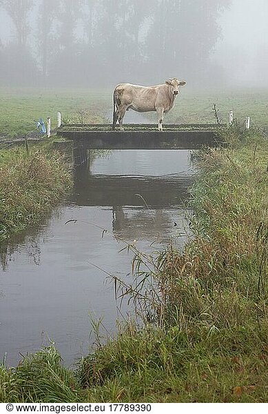Hausrind  Kuh auf Brücke