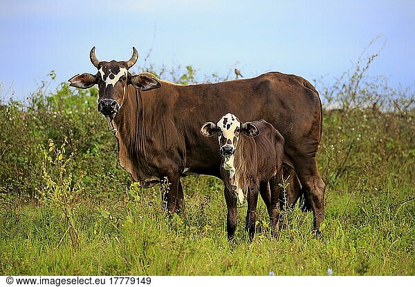 Hausrind  Kuh  Kalb  Pantanal  Mato Grosso  Brasilien  Südamerika