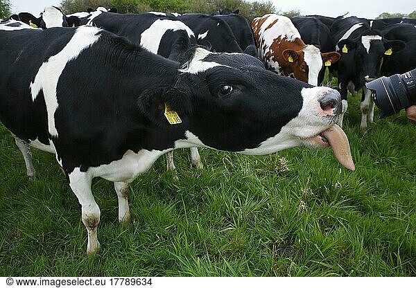 Hausrind  Kuh streckt Fotografen Zunge heraus