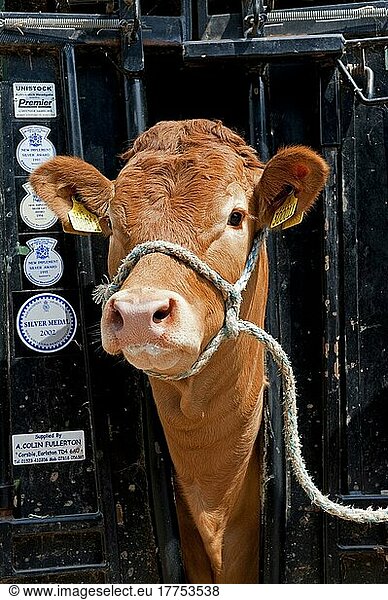 Hausrind  Limousin  Färse  in der Rindermühle  verwendet  um das Vieh sicher zu halten  wenn es gehandhabt wird  England  Großbritannien  Europa