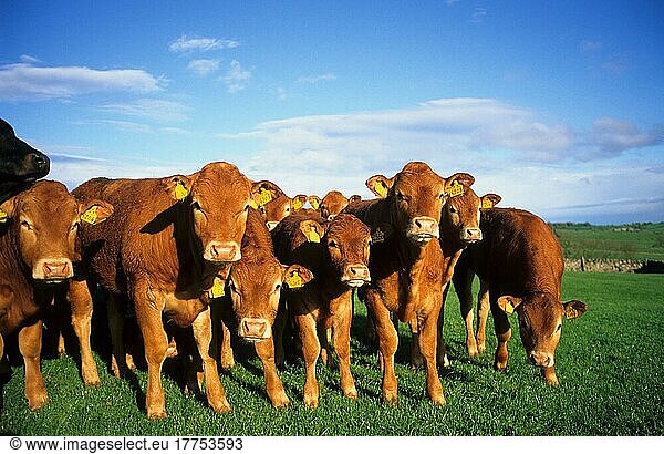 Hausrind  Limousin Jungvieh  Grasherde  Grenzen  England  Mai