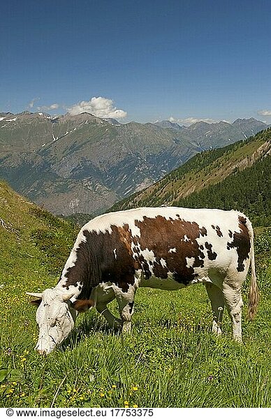 Hausrind  Milchkuh  auf Hochalm weidend  oberhalb des Susa-Tals  Piemont  Alpen  Norditalien