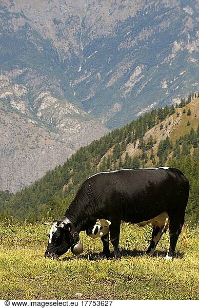 Hausrind  Milchkuh mit Glocke  auf Hochalm weidend  oberhalb des Susa-Tals  Piemont  Alpen  Norditalien