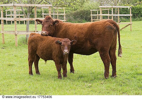 Hausrind  Red Ruby Devon-Kuh und -Kalb  auf der Weide stehend  Exeter  Devon  England  Mai