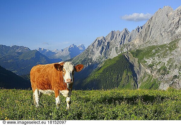 Hausrind  Rosenlauital  Berner Oberland  Schweiz  Europa