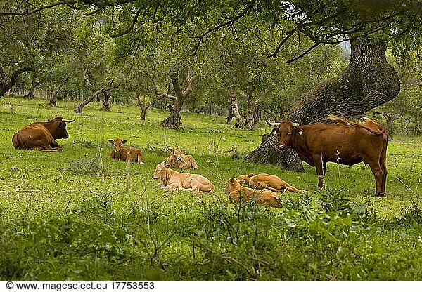 Hausrind  Roter Andalusier  Kühe mit Kälbern  ruhend in Steineichen-Dehesa  in der Nähe von El Bosque  Sierra de Grazalema  Spanien  Europa