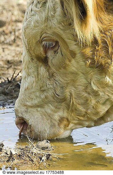 Hausrind  Simmentaler Stier trinkt  Nahaufnahme des Kopfes