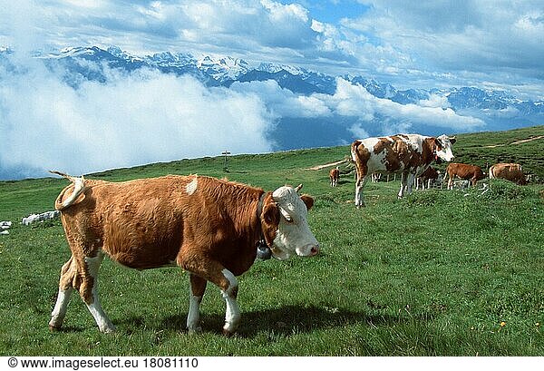 Hausrinder auf Alm (Säugetiere) (mammal animals) (Haustier) (Nutztier) (farm animal) (domestic) (Huftiere) (Paarhufer) (cloven-hoofed animals) (Europa) (außen) (outdoor) (Gebirge) (Berge) (mountains) (Wiese) (meadow) (seitlich) (side) (adult) (Bewegung) (motion) (gehen) (walking) (Gruppe) (group) (Herde) (Querformat) (horizontal)  Cattle on alpine pasture  Switzerland  Kuh  Kühe  Schweiz  Europa