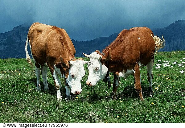 Hausrinder auf Alm  Schweiz  Kuh  Kühe  Europa