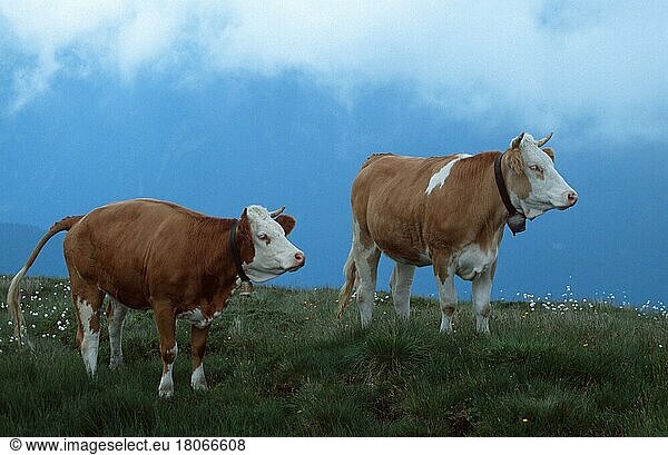 Hausrinder auf der Alm (Europa) (Säugetiere) (mammal animals) (Haustier) (Nutztier) (farm animal) (domestic) (Huftiere) (Paarhufer) (cloven-hoofed animals) (außen) (outdoor) (Wiese) (meadow) (Gebirge) (mountains) (Berge) (seitlich) (side) (adult) (stehen) (standing) (Paar) (pair) (zwei) (two) (Querformat) (horizontal)  Cattle on alpine pasture  Switzerland  Kuh  Kühe  Schweiz  Europa