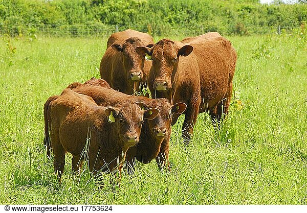 Hausrinder  Bio-Devon-Kühe und -Kälber  Hatherleigh  Devon  England  Großbritannien  Europa