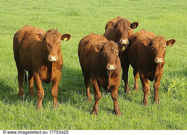 Hausrinder  Devon Crossfleisch-Rinder  vier auf der Weide stehend  Rosamond and Perkin's Village  Devon  England  Mai
