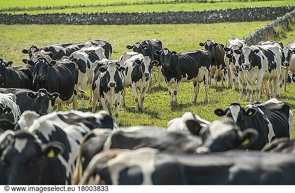 Hausrinder  Holstein-Milchkühe  melkbereite Herde  Penrith  Cumbria  England  August