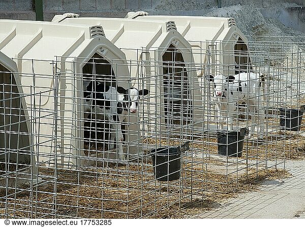 Hausrinder  Holstein-Milchkälber  stehend in Kälberhütten  Flintshire  Nordwales  Juli