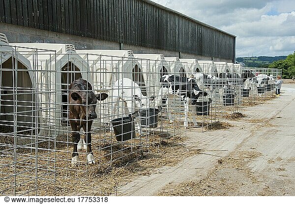 Hausrinder  Holstein-Milchkälber  stehend in Kälberhütten  Flintshire  Nordwales  Juli
