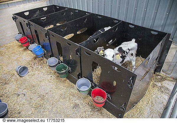 Hausrinder  Holstein-Milchkälber  stehend in Kunststoffställen  Preston  Lancashire  England  August