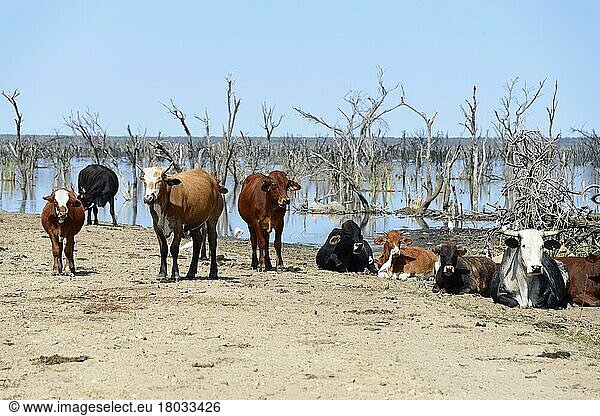 Hausrinder  Kühe am Ngami-See  Botsuana
