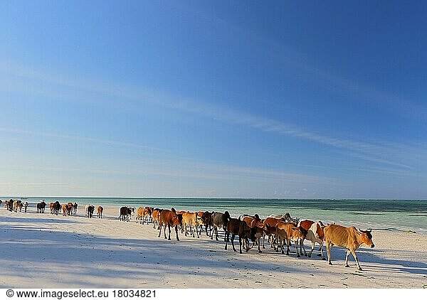 Hausrinder  Kühe am Strand  Indischer Ozean  Sansibar  Tanzania